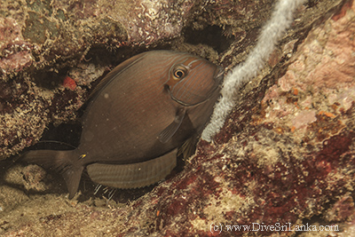 Surgeonfish